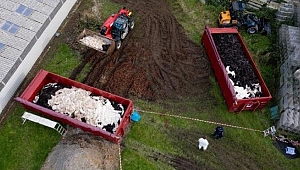 Mutasyona uğramış coronayı insanlara bulaştırdılar! Milyonlarca vizon toplu mezarlara gömülüyor