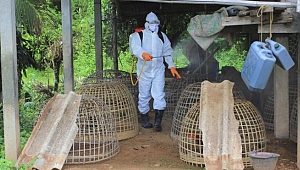 Resmen açıkladılar: H5N8 salgını tespit edildi