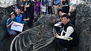 Tayland’da 5 bin yıllık balina fosili bulundu