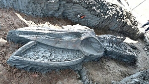 Tayland'da binlerce yıllık balina iskeleti bulundu