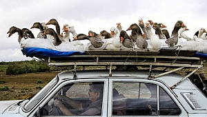 2020’den akıllara durgunluk veren 25 fotoğraf