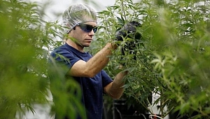 Birleşmiş Milletler esrarı narkotik maddeler listesinden çıkardı