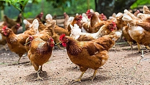 Hayvan öldürmeden üretilen ete satış onayı