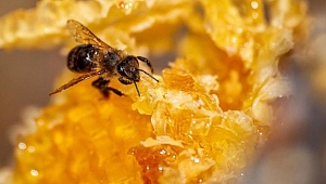 İşte bal arıları ile insanların ortak noktası