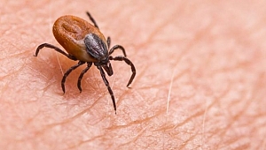 Kene, sıcaklık arttıkça insanlara yöneliyor