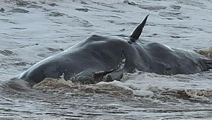 Nesli tükenmekte olan balinalar kıyıya vurunca insanlar paniğe kapıldı!