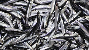 Hamsi avcılığının kısmi olarak durdurulması stoklara olumlu yansıdı