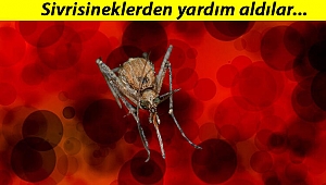 Japonya'dan çığır açacak buluş... Sivrisineğin koklama duyusundan kanser dedektörü geliştirdiler!