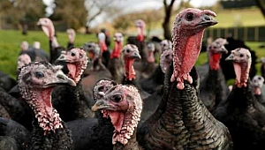 Macaristan'da kuş gribi nedeniyle 90 bin hindi itlaf edildi