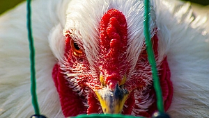 Milyonlarcasını itlaf ettiler... Büyük ihmal!