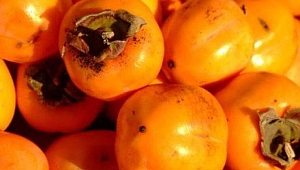 Muşmula hangi hastalıklara iyi gelir?