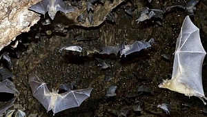 Nipah virüsü(NİV) nedir, bulaşıcı mı, nasıl bulaşır? Nipah virüsü belirtileri neler, nerede görüldü?