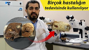 'Ölümsüzlük mantarı' Türkiye'de üretildi! Fiyatı dudak uçuklattı...