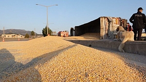 Tır devrildi tonlarca mısır yolu kapladı