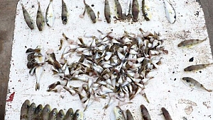 Uzmanlar uyardı: Balon balığı çok tehlikeli