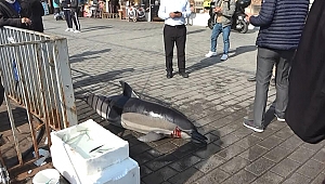 İstanbul Boğazı'nda korkutan görüntü! Karaya vurdular