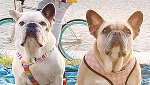 Lady Gaga köpekleri için 500 bin dolar ödül verecek mi