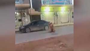 Libya'da cadde ortasında başıboş gezen bir aslan görenleri şaşkına çevirdi