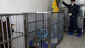 Rusya'da gizemli olay! Fotoğraflar viral oldu