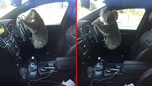 Zincirleme kazaya sebep olan koala böyle poz verdi!