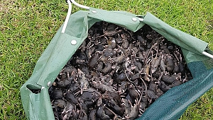 Avustralya'da fare istilası: Milyonlarca fare kentleri esir aldı