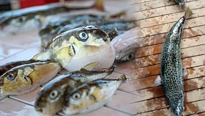 Balon balığı ilaç olacak! Kanadalı dev şirket, Türkiye'den alım yaptı