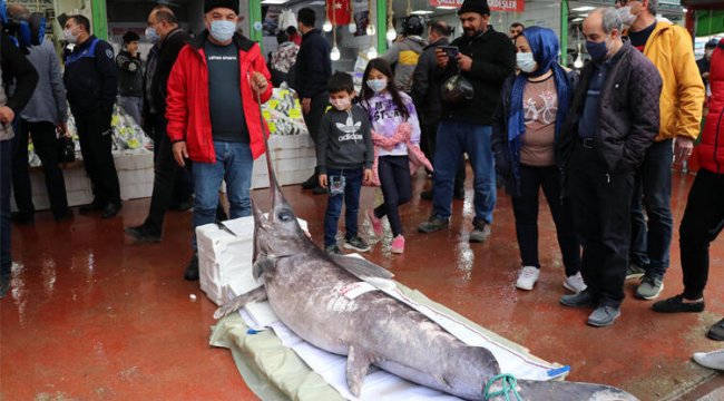 Denizli'de satılıyor tam 2.5 metre! Görenler hayrete düştü