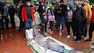 Denizli'de satılıyor tam 2.5 metre! Görenler hayrete düştü