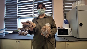 Fiyatı altından bile pahalı... Üniversitede üretiliyor, bin liradan satılıyor