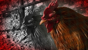 Hindistan'da horoz sahibini öldürdü