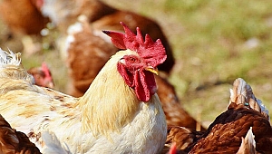 İngiltere'de kuş gribi alarmı! Hayvanlar itlaf ediliyor