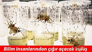 Bilimin büyük başarısı... Öldürücü hastalığı sivrisinekle yendiler!