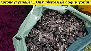 Fare istilası: Gözünü kemirirken uyandı!