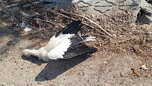 Göç eden 5 leylek enerji hattına takılıp, öldü