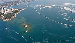 Müsilajla mücadelede 30 hedef! TÜBİTAK Başkanı tarih verdi