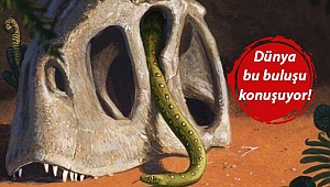 Çarpıcı araştırma ortaya çıkardı: Göktaşları dinozorları yok etti, yılanların kaderi değişti!