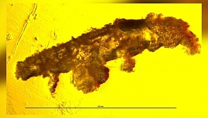 Tesadüfen keşfedildi: 16 milyon yıllık kehribarın içinde bilinmeyen bir su ayısı türü keşfedildi