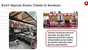 THY, 2021 yılında 60 bine yakın yakın evcil hayvanı misafir etti