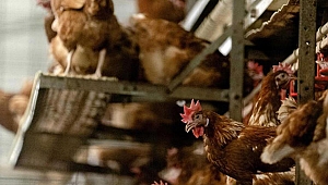 Komşuda kuş gribi paniği! 39 bin tavuk itlaf edilecek