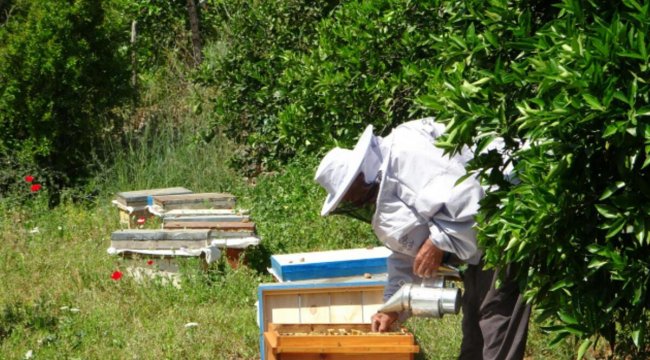 Arıcılara müjde: 16 bin ton daha şeker verilecek