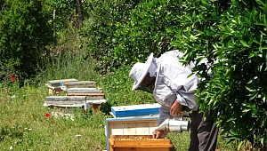 Arıcılara müjde: 16 bin ton daha şeker verilecek