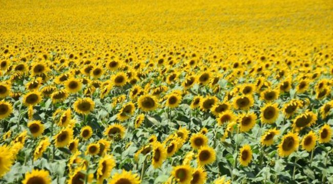 Ayçiçeği ekimine hazırlanan üretici, rekor verim bekliyor