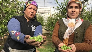 Yılın ilk eriği, kilosu 600 TL'den satıldı