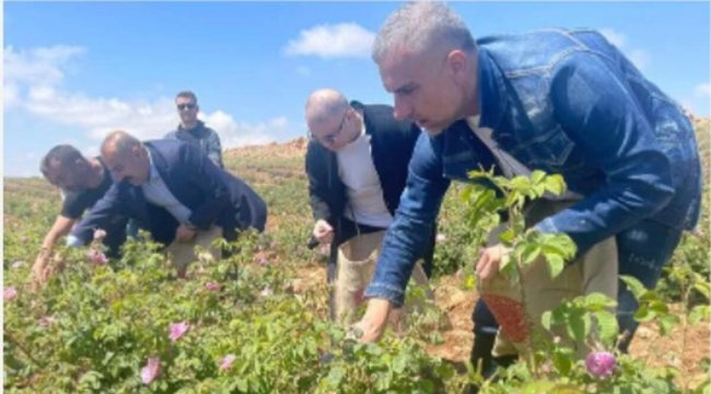 Berdan Mardini gül topladı