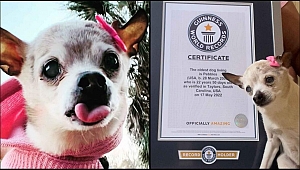 Guinness duyurdu: İşte dünyanın yaşayan en yaşlı köpeği