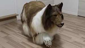 Köpek kostümü için servet harcadı