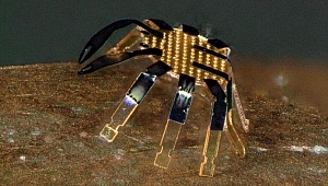 Yarım milimetrelik yengeçler: İşte en küçük 'uzaktan kumandalı' robotlar