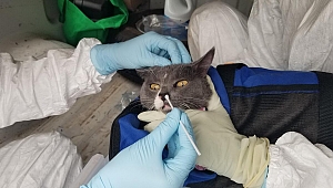 Tayland'da bir ilk! Kediden insana koronavirüs bulaştı