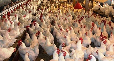 Bu yıl yaşanan Kuş gribi salgını neden farklı?