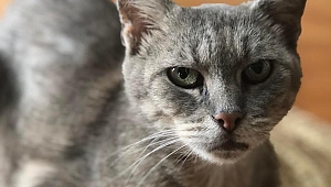 Kedi Cocci, eski evine dönmek için 600 kilometre yol katetti